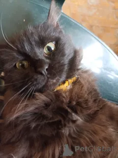 Фото №2 к объявлению №166408 о продаже бомбейская - купить в Грузии частное объявление