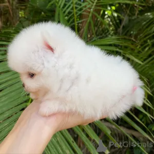 Фото №4. Продажа кеесхонда в Бонндорф частное объявление - цена договорная