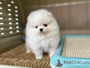 Дополнительные фото: Продаются красивые щенки померанского шпица.