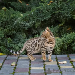 Дополнительные фото: Beautiful Bengali boy