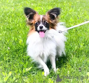 Дополнительные фото: Папийон, Papillon