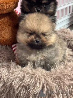 Фото №1. немецкий шпиц - купить в Парижский район за Бесплатно. Объявление №162730