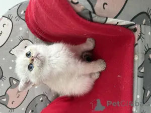 Фото №1. экзотическая - купить в Скребок за 48482₽. Объявление №146288