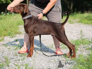 Фото №4. Продажа добермана в Дрезден из питомника - цена договорная