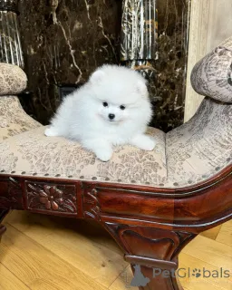 Фото №3. щенки померанского шпица, сука мини и кобель той.  Германия