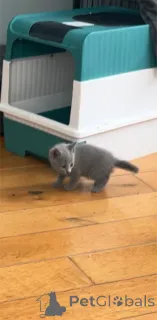 Фото №2 к объявлению №153218 о продаже русская голубая - купить в Германии 