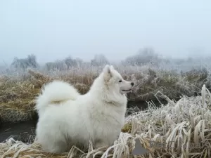 Дополнительные фото: Щенки самоеда