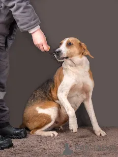 Дополнительные фото: Зара, обворожительная, статная гончая ищет дом