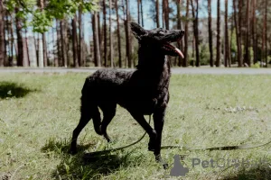 Фото №4. Продажа беспородную в Минске частное объявление - цена Бесплатно