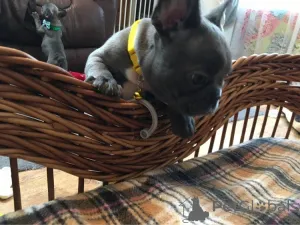 Фото №2 к объявлению №163435 о продаже  - купить в Германии 