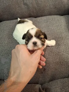 Дополнительные фото: Идеальные чистокровные щенки Ши-Тцу. 