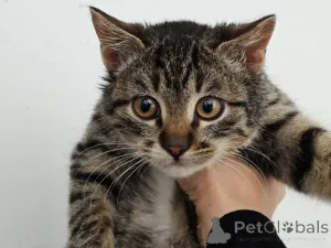 Дополнительные фото: Ищет дом котенок-подросток Клёпа.