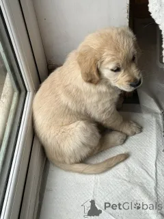 Дополнительные фото: Потрясающие золотистые ретриверы