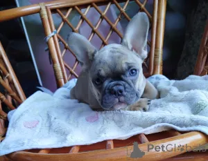 Фото №4. Продажа французского бульдога в Смолевичи частное объявление - цена 46384₽