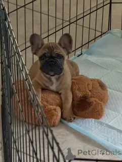 Фото №2 к объявлению №163617 о продаже французского бульдога - купить в Германии заводчик