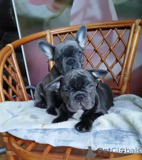 Фото №2 к объявлению №161650 о продаже  - купить в Беларуси заводчик