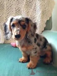 Фото №3. Продаются щенки таксы.  Нидерланды