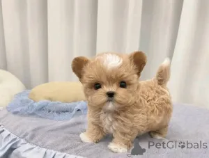 Фото №1. мальтипу - купить в Хельсинки за 41745₽. Объявление №165353