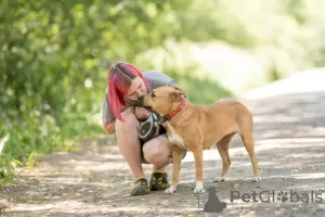 Фото №4. Продажа беспородную в Москва  - цена Бесплатно