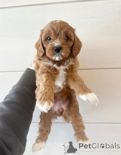 Дополнительные фото: Познакомьтесь с Оливером, маленьким джентльменом с большим сердцем! Всегда готов