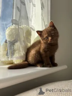 Фото №2 к объявлению №155478 о продаже британская короткошёрстная - купить в Германии заводчик