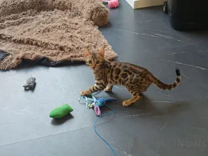 Фото №1. бенгальская - купить в Вудтвик ускорился за договорная. Объявление №167818