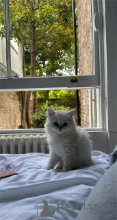 Фото №2 к объявлению №151547 о продаже британская длинношёрстная - купить в Германии 