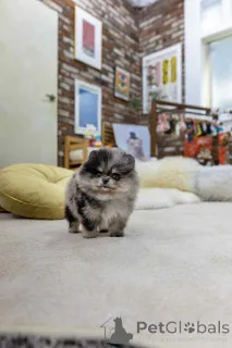 Фото №2 к объявлению №151659 о продаже померанского шпица - купить в Испании частное объявление