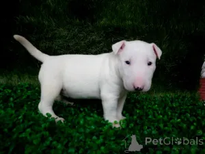 Фото №1. бультерьер - купить в Friggesby за договорная. Объявление №162533