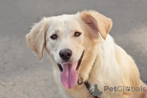 Дополнительные фото: Ищет дом чудесный пес Арни.