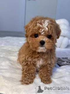 Дополнительные фото: Доступны мужские и женские щенки.