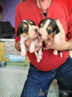 Дополнительные фото: Щеночки русской Гончей.