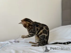 Фото №3. Шикарный Бенгальский мальчик в разведение. США