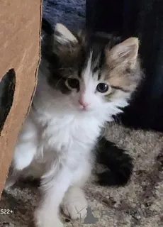 Фото №1. норвежская лесная - купить в Детмольд за 32468₽. Объявление №147359