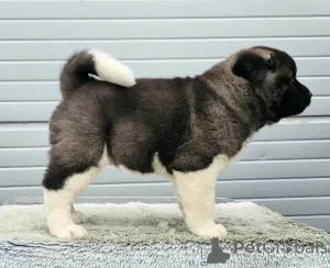 Дополнительные фото: Щенки американского стаффордширского терьера