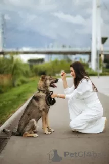 Фото №3. Суперпёс Арчи ищет самых лучших хозяев!.  Россия