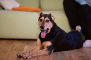 Фото №1. беспородная - купить в Москве реке за Бесплатно. Объявление №165003