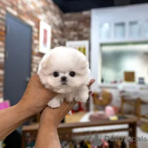 Дополнительные фото: Очаровательный щенок мальтийской болонки доступен для усыновления