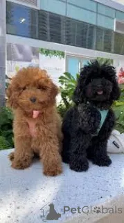 Фото №1. пудель (той) - купить в Брюсселе за 64937₽. Объявление №160915