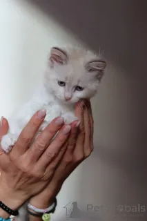 Дополнительные фото: Очаровательные котята ищут любящих хозяев