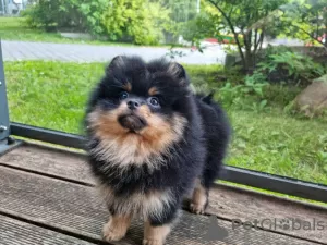 Фото №3. Сute black&tan Pomeranian puppy.  Литва