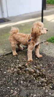 Дополнительные фото: Солозцы красивые щенки для продажи