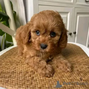 Фото №2 к объявлению №167649 о продаже пуделя (той) - купить в Германии частное объявление, из приюта