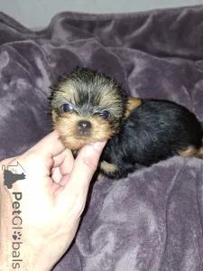 Дополнительные фото: Девочка и Мальчик Йоркширского Терьера. 