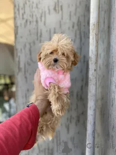 Дополнительные фото: Мальтипу