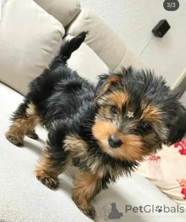 Дополнительные фото: Ови Малишани недавно изгубили свой первобитный старатеш из-за болезни и многое