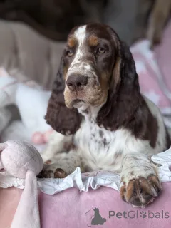 Дополнительные фото: Женщина -собака спрингер -спаниель английский