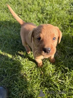 Дополнительные фото: У нас есть щенки лабрадора, которые ищут новый 5-звездочный дом и не работают