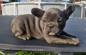 Дополнительные фото: Щенки французского бульдога