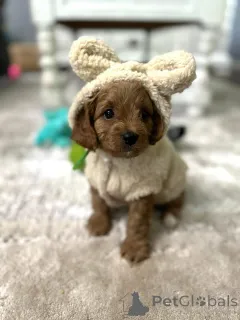 Фото №1. кинг-чарльз-спаниель - купить в Шаг за договорная. Объявление №154339